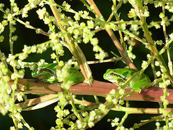 Frosch im Garten Frosch im Garten