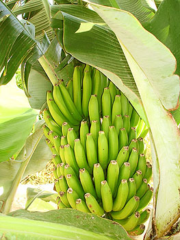 Bananenstaude auf der Bio-Finca Bananenstaude auf der Bio-Finca