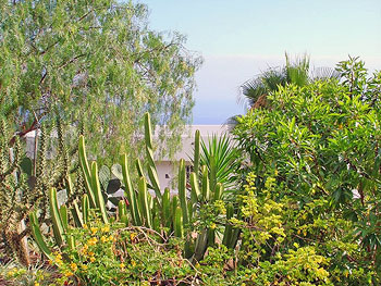 Garten mit Kakteen Garten mit Kakteen