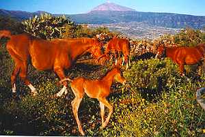 Pferde auf der Finca Pferde auf der Finca