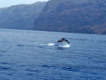 Delfin im Atlantik