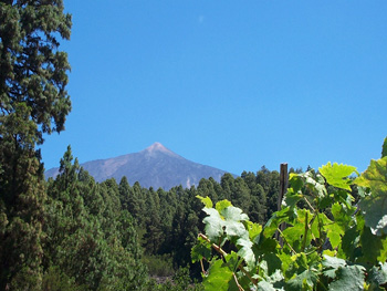 Blick zum Teide