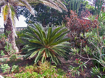 Garten vom Ferienhaus Garten vom Ferienhaus