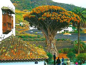 Der älteste Drachenbaum der Erde Der älteste Drachenbaum der Erde