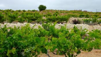 Weinberg