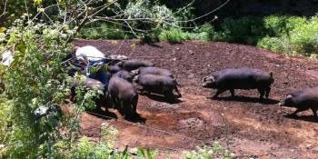 Schwarze Schweine