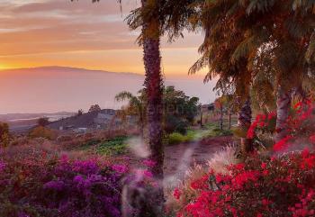 Sonnenuntergang und Bougainville